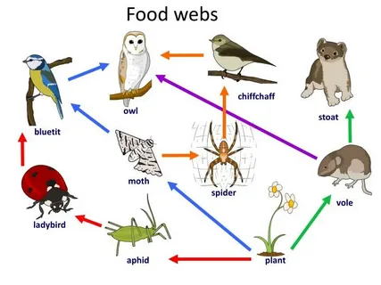 Connections with Food