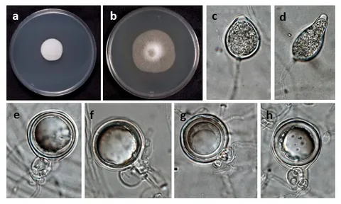 Baiting Phytophthora by Snake Skin