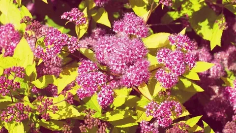 Flowering Full Sun Shrubs