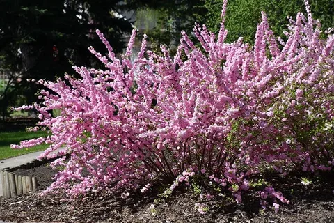 Flowering Full Sun Shrubs