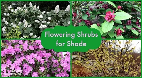 Flowering Full Sun Shrubs